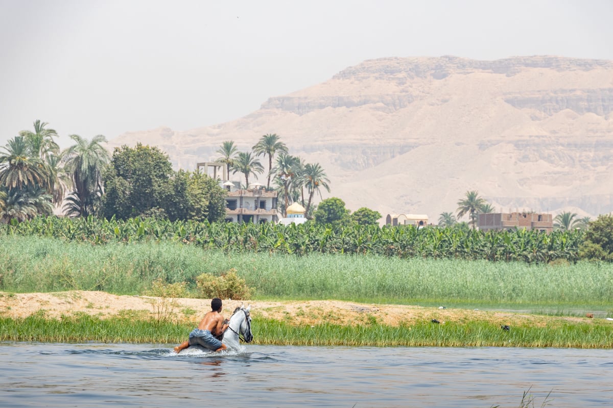 Cheval dans le Nil à Louxor