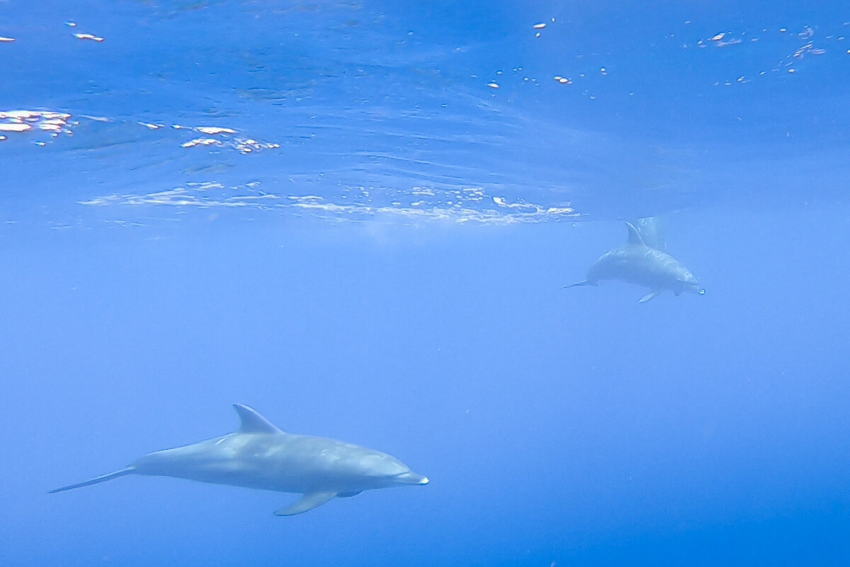 Dauphins sous l'eau dans la mer rouge à Hurghada