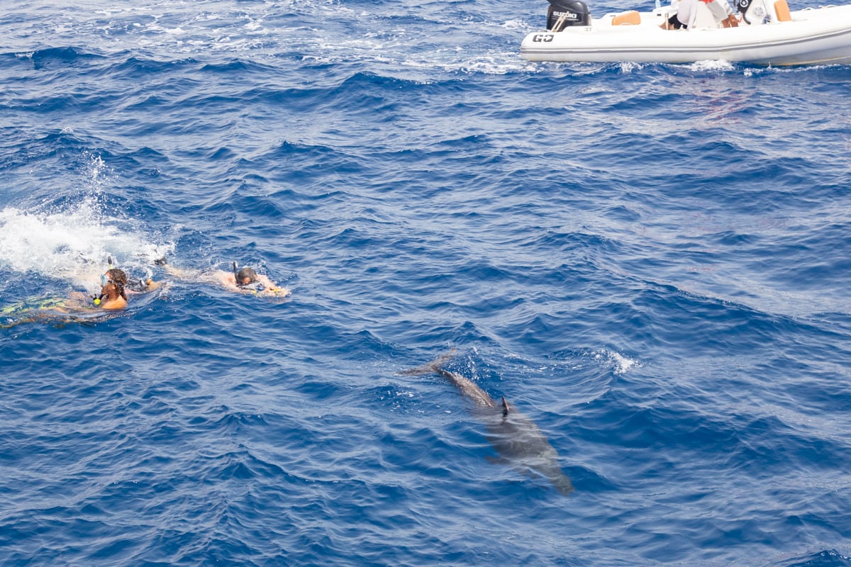 Nager avec les dauphins lors de l'excursion à Hurghada