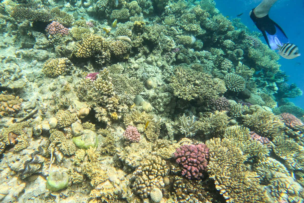 Snorkeling à Hurghada avec des coraux en Mer Rouge