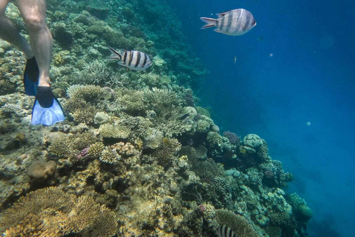 Snorkeling à Hurghada en Mer Rouge avec des poissons