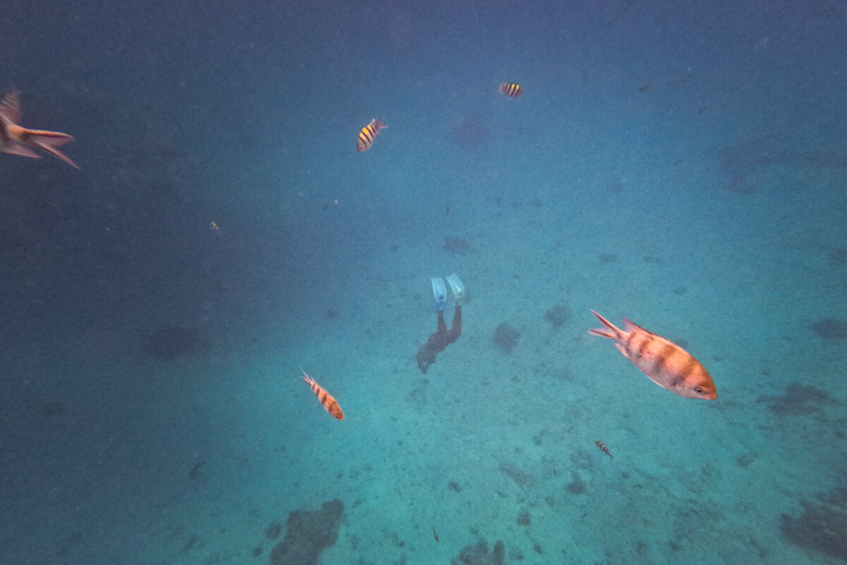 Sous l'eau en Mer Rouge avec des poissons