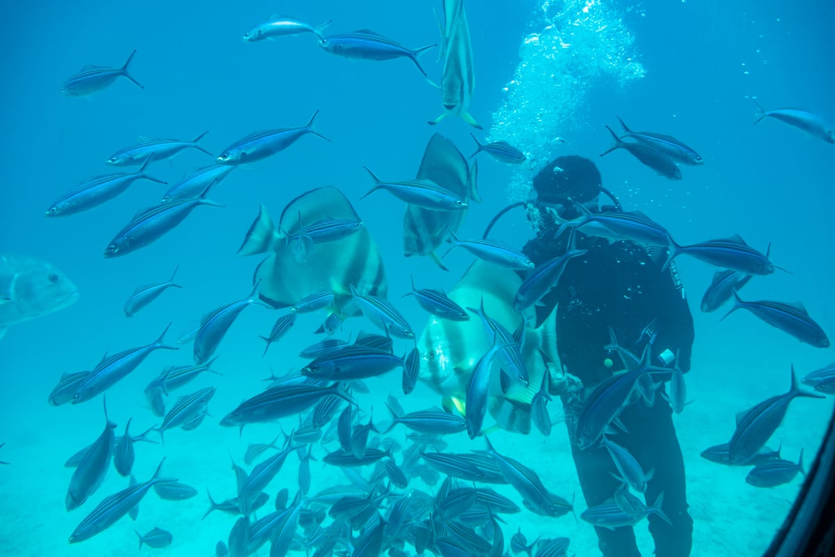 Plongeur avec poissons lors de l'excursion sous-marin de Hurghada
