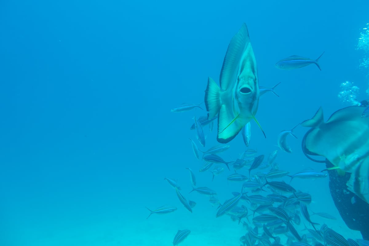 Poisson bouche bée de l'excursion sous-marin à Hurghada