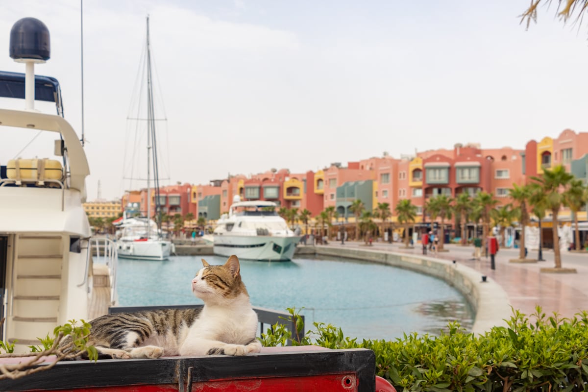 Chat devant la promenade de la marina d'Hurghada