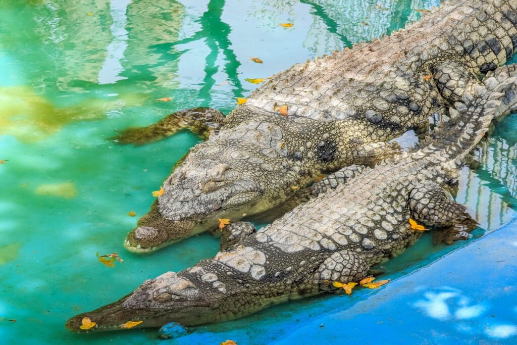 Crocodiles de l'aquarium d'Hurghada