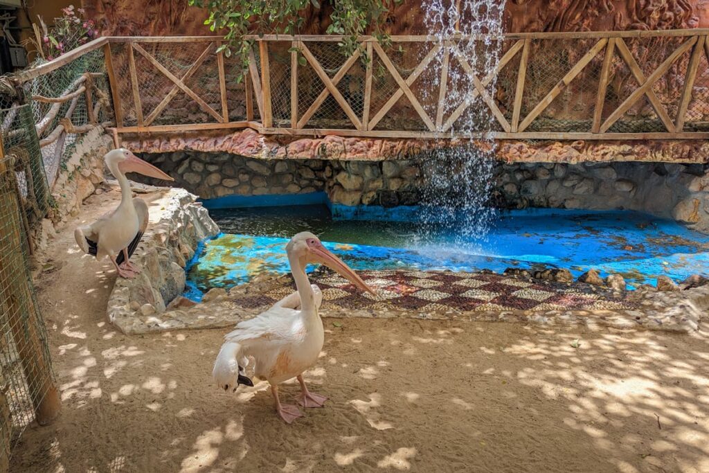 Pélican de l'aquarium d'Hurghada