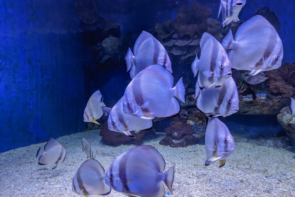 Poissons de l'aquarium d'Hurghada