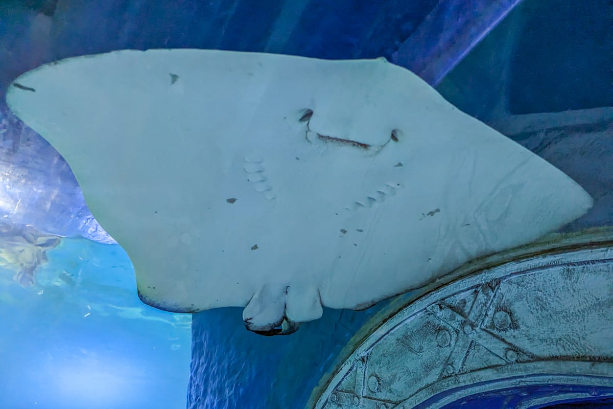 Stingray at Hurghada aquarium